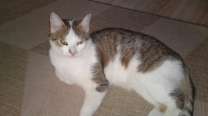 Kater