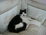 Kater