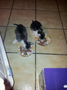 Marie und Juno2